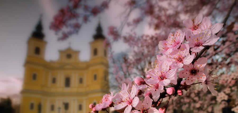 Office - Oradea